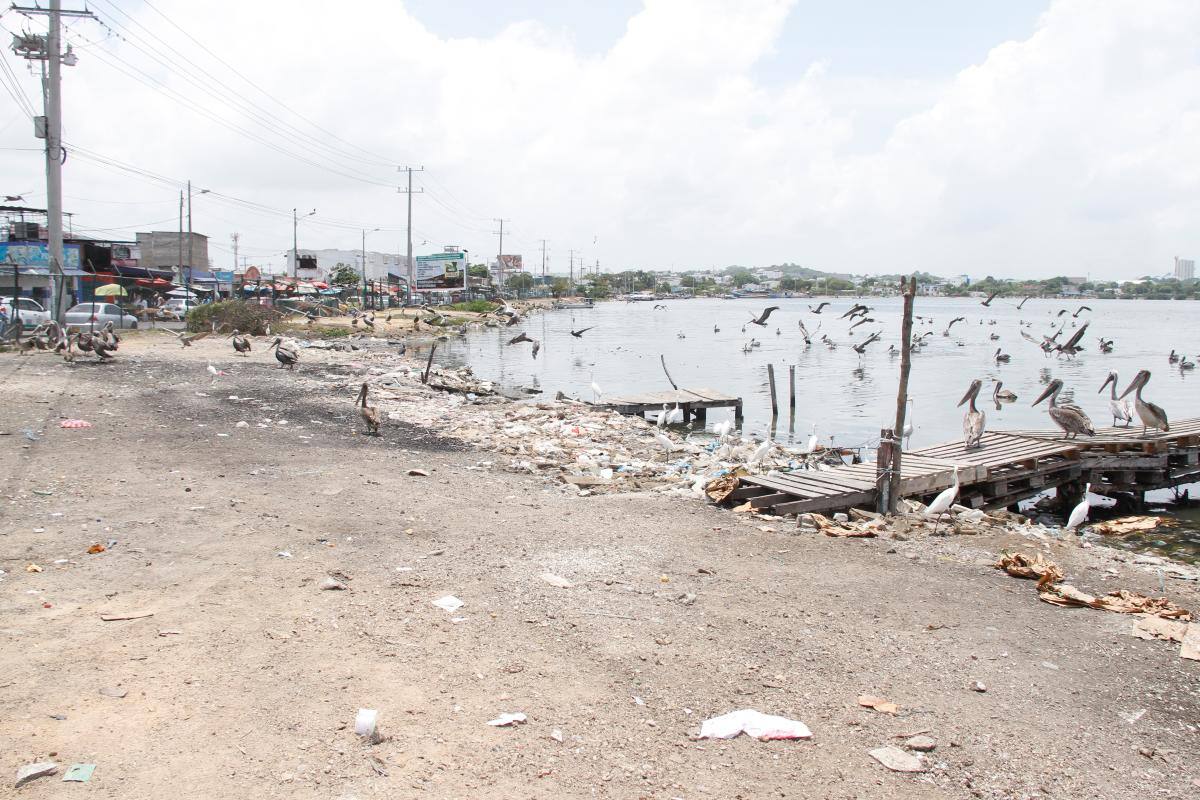 Relimpia a ciénaga de Las Quintas está en etapa de divulgación