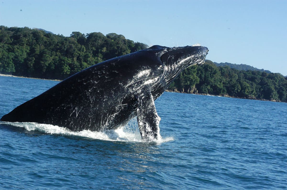 Las ballenas podrán avistarse en el Pacífico chocoano. Colprensa