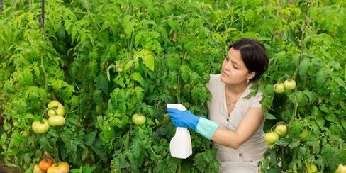 Alerta por pesticidas en frutas y verduras que se consumen en Colombia: esta es la lista 2026