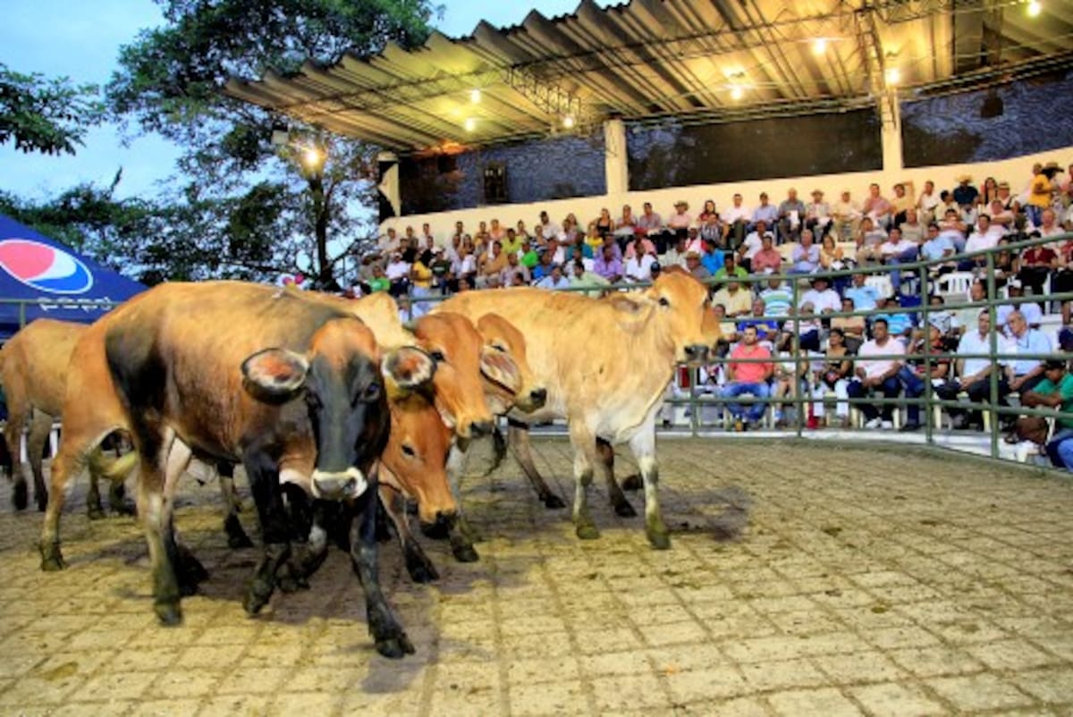 Con motivo de sus 11 años de actividades, Subacosta realizó el jueves pasado una subasta especial en el Coliseo de Ferias. LUIS APARCICIO - EL UNIVERSAL