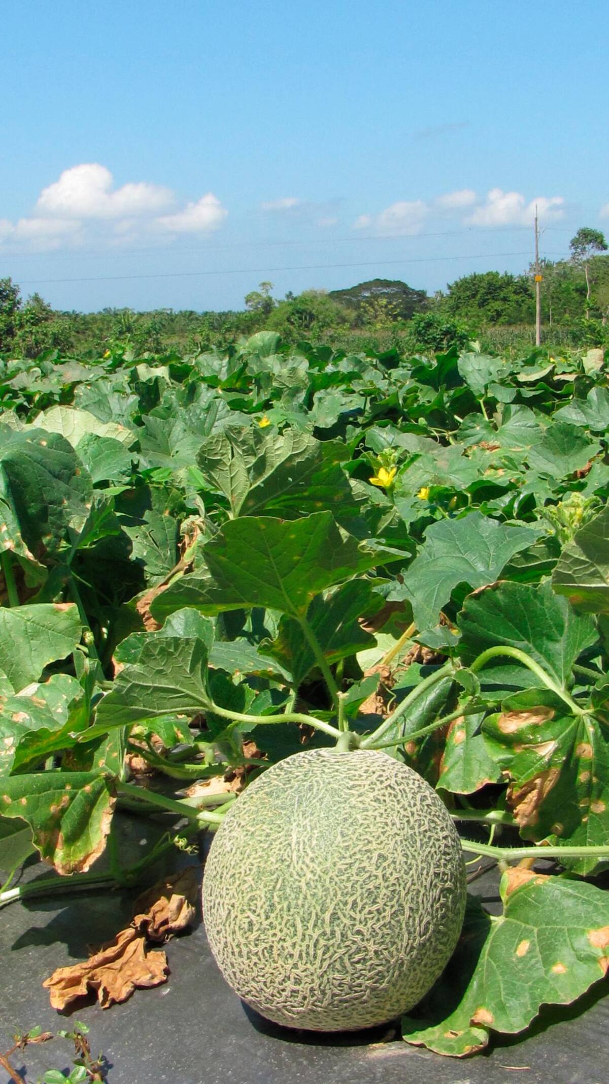 La calidad de los melones de Crisanto le han merecido espacios en los mostradores de reconocidas cadenas de supermercados. // FOTOS: HERMES FIGUEROA A. - EL UNIVERSAL