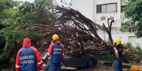 Árboles caídos y daños en viviendas, efectos de las lluvias en Cartagena
