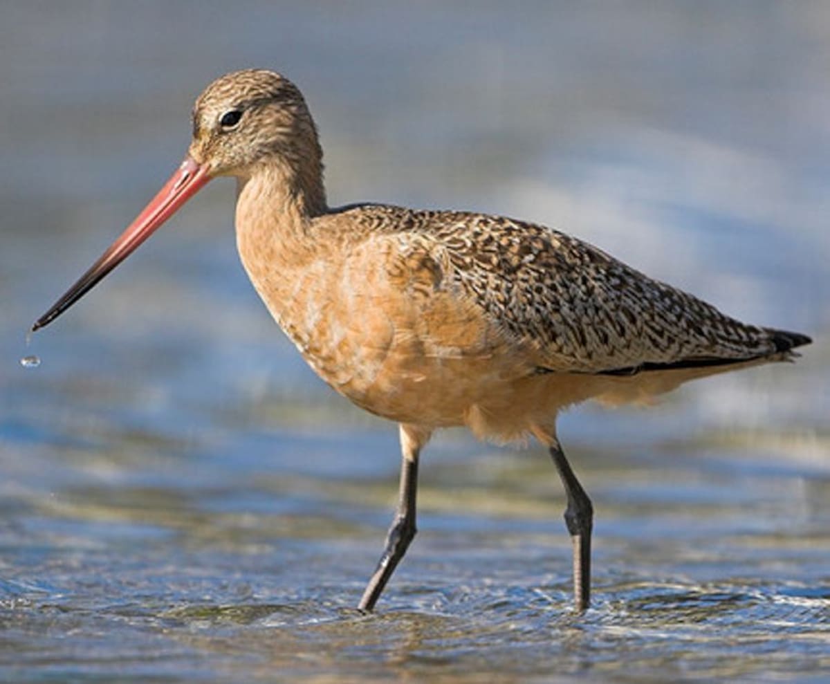 Limosa Fedoa-Aguja Canela. Hace parte de las 20 especies migratorias que llegan a la ciénaga de La Virgen.