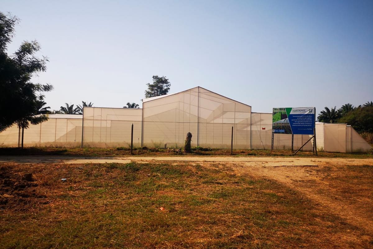 Bolívar produciría hortalizas en ambientes protegidos