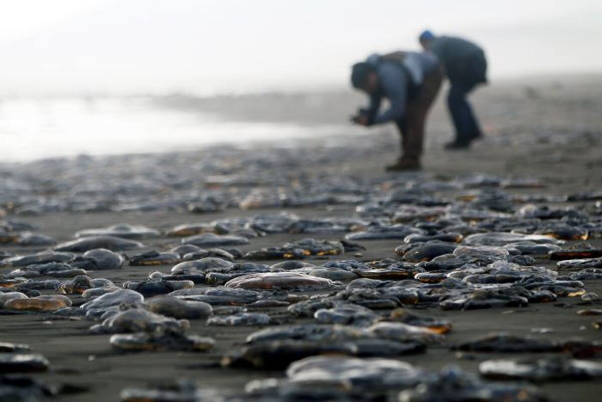 La marea roja se debe a una excesiva proliferación de microalgas con elevadas concentraciones de toxinas, que contaminan los mariscos. EFE