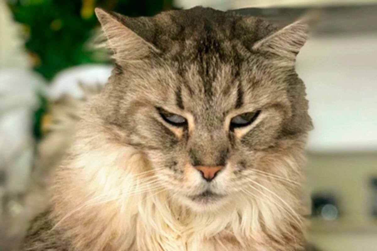 Así está la salud de Romeo, el primer gato con marcapasos en Colombia