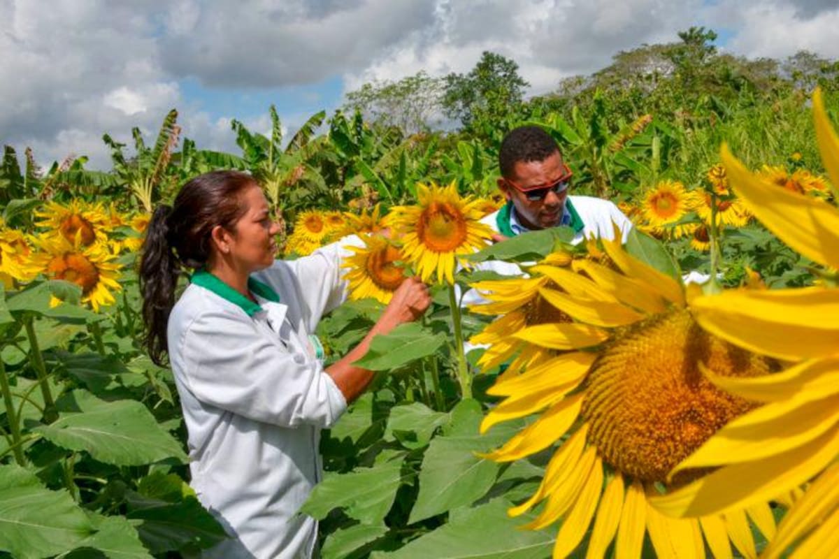 Unicórdoba estudia el girasol como nueva alternativa agropecuaria