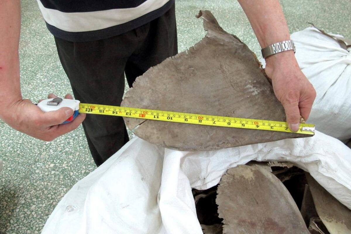 Tragedia ambiental: decomisan aletas de unos 10.000 tiburones