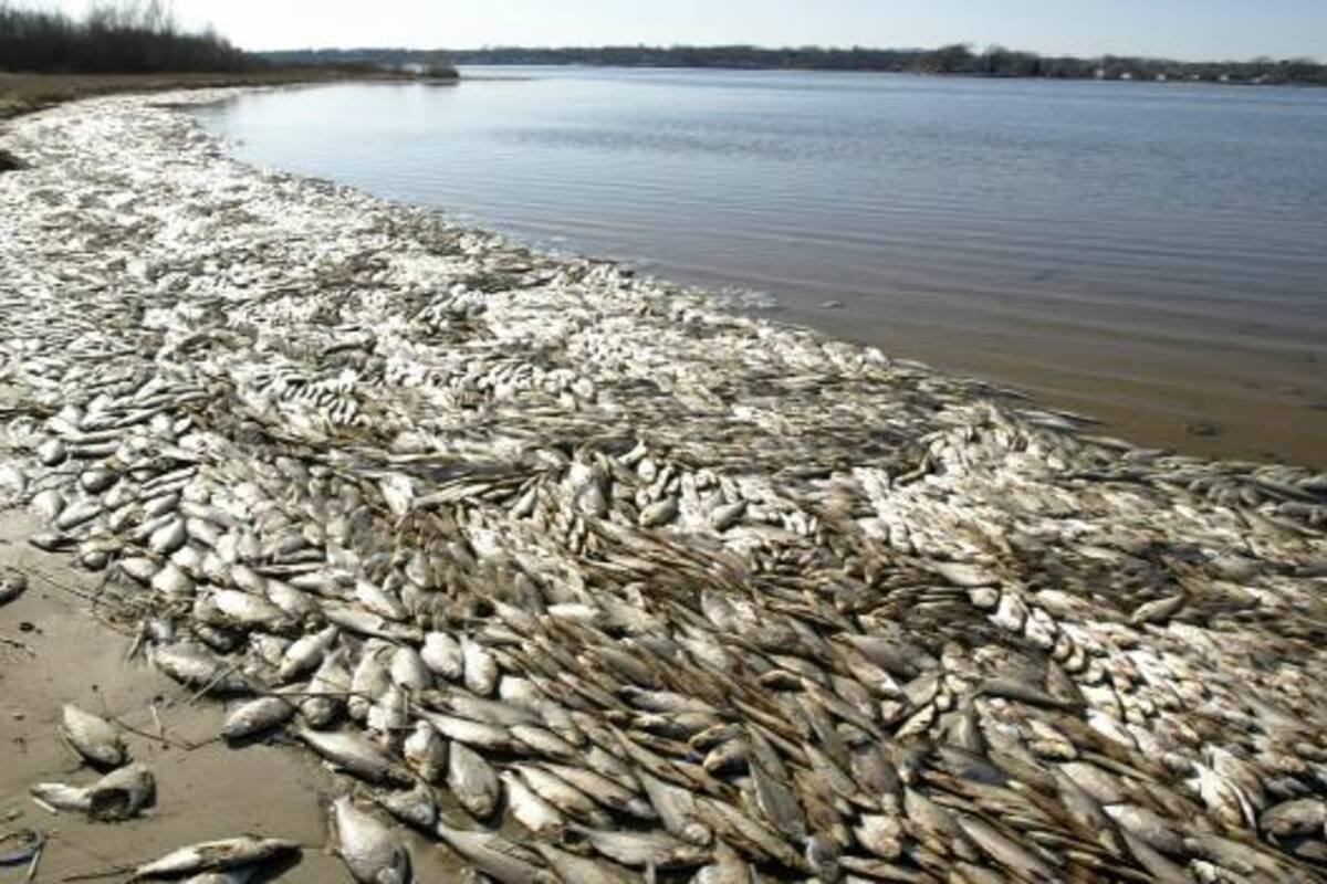 Sequía y altas temperaturas provocan muerte de toneladas de peces en Brasil