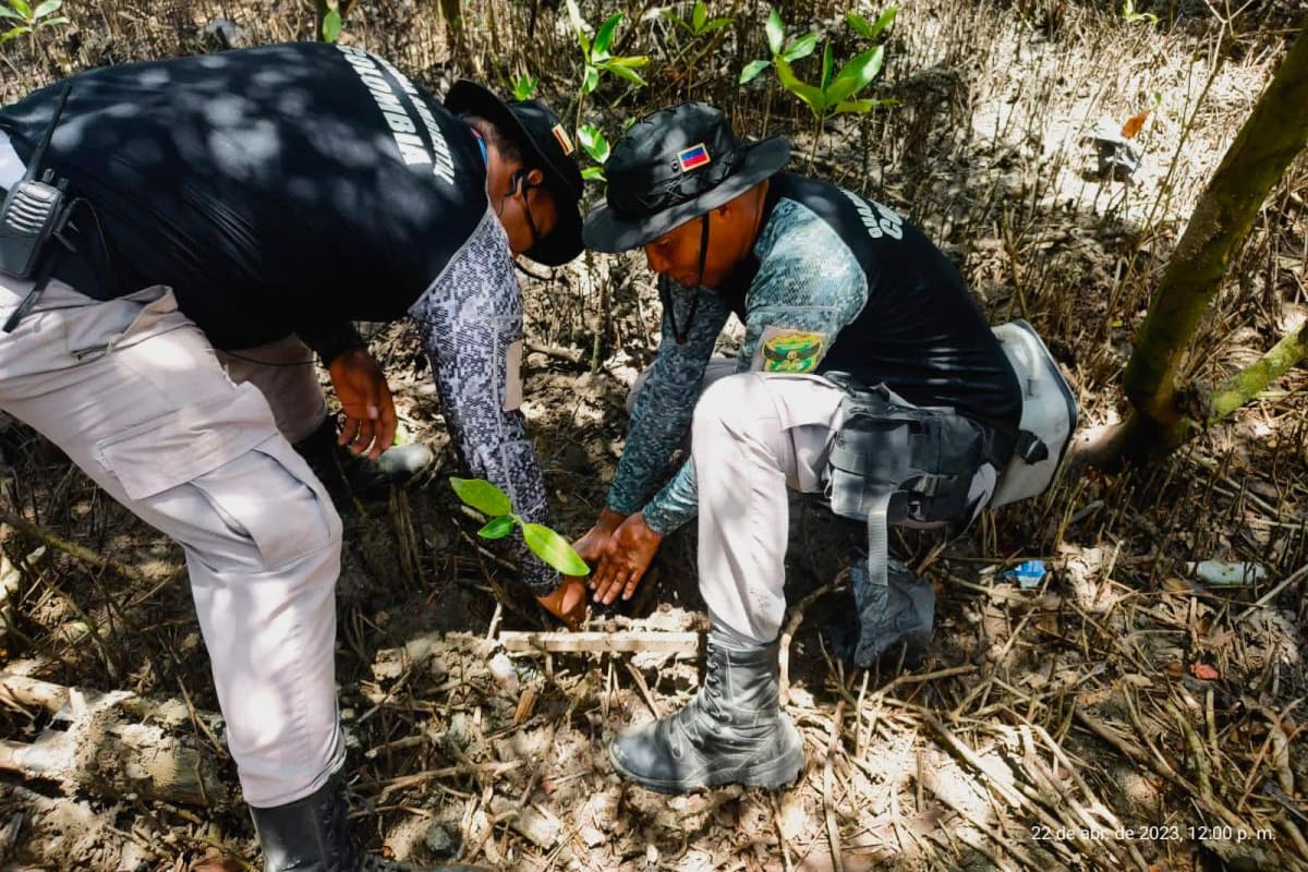 Sembrarán 40 mil mangles en las orillas de la ciénaga de La Virgen