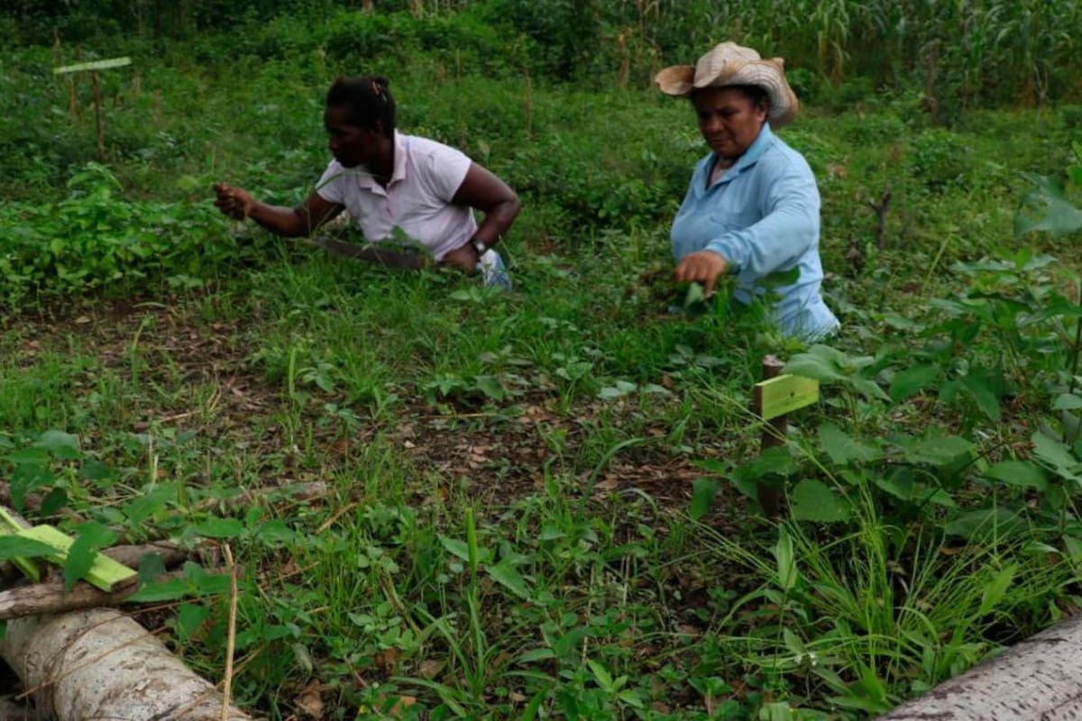 158 mil desplazados por grupos armados en Montes de María