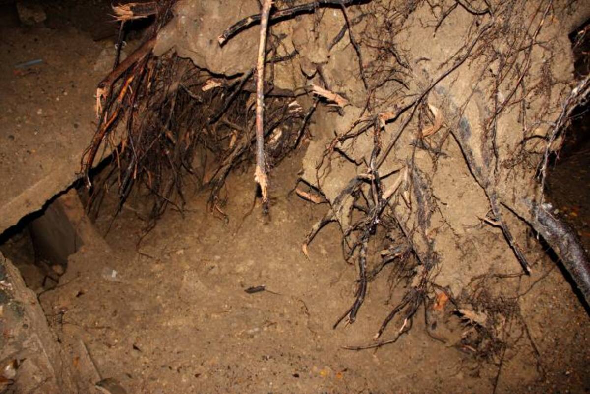 El enorme árbol fue arrancado de raíz durante las lluvias de la tarde LUIS C. PRADO - ELUNIVERSAL.COM.CO