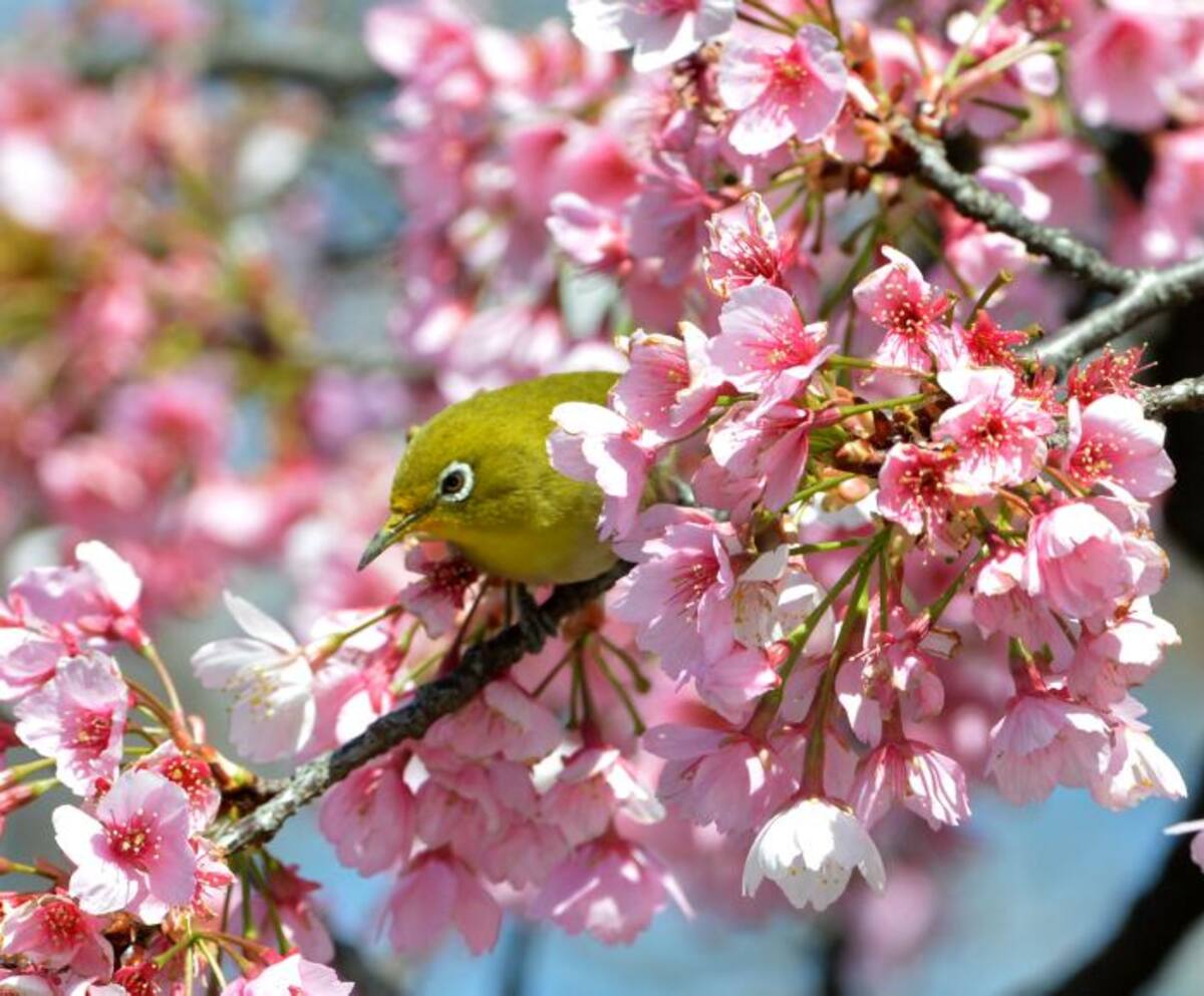 Cerezos en flor, regalo de la naturaleza FOTOS AFP