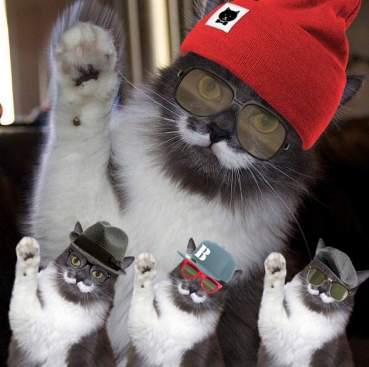 Instagram hamilton_the_hipster_cat