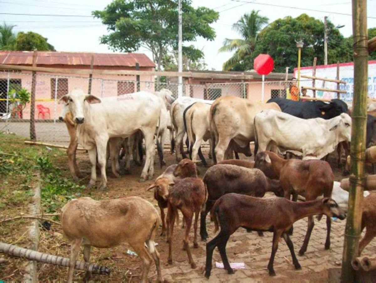 A las 3 de la tarde será el remate de los animales y productos colectados para la parroquia San Martín de Tours de Buenavista que espera generosas donaciones de especies mayores y menores.