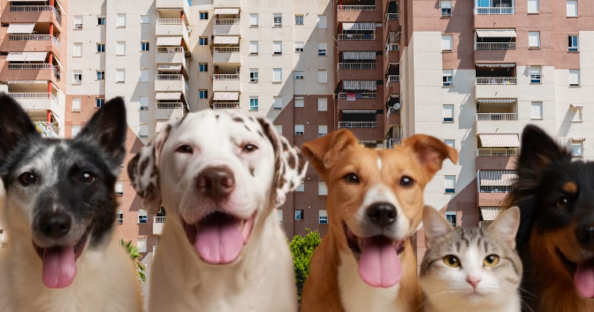 Dueños de mascotas en conjuntos residenciales podrían pagar multa: esta es la razón