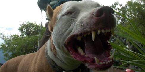 Perro mató a abuela y su esposo también murió al conocer la noticia