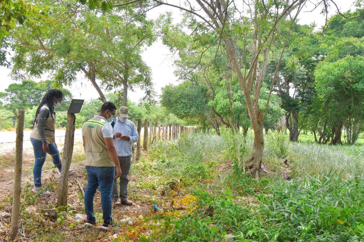 Esta es la especie de árbol más amenazada según el EPA