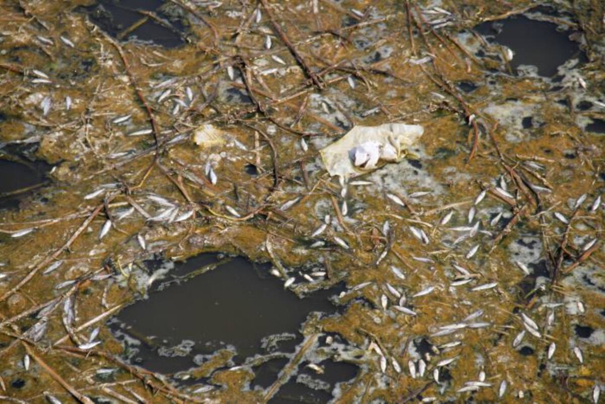 La mortandad de peces se registra cerca del puente peatonal que une a los barrios Villa Estrella y El Pozón. La mayoría de los peces son pequeños. LUIS EDUARDO HERRÁN, Q'HUBO CARTAGENA