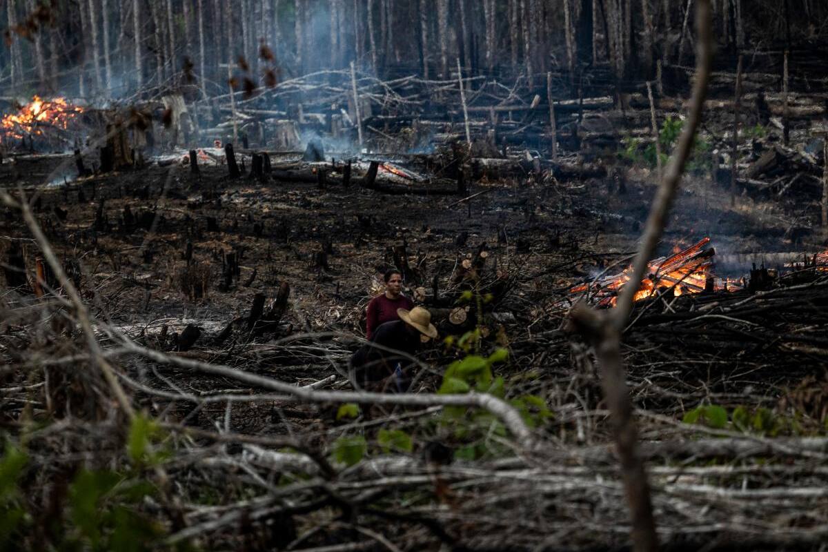 Tres de cada cuatro hectáreas deforestadas en la Amazonía se destinan a ganadería