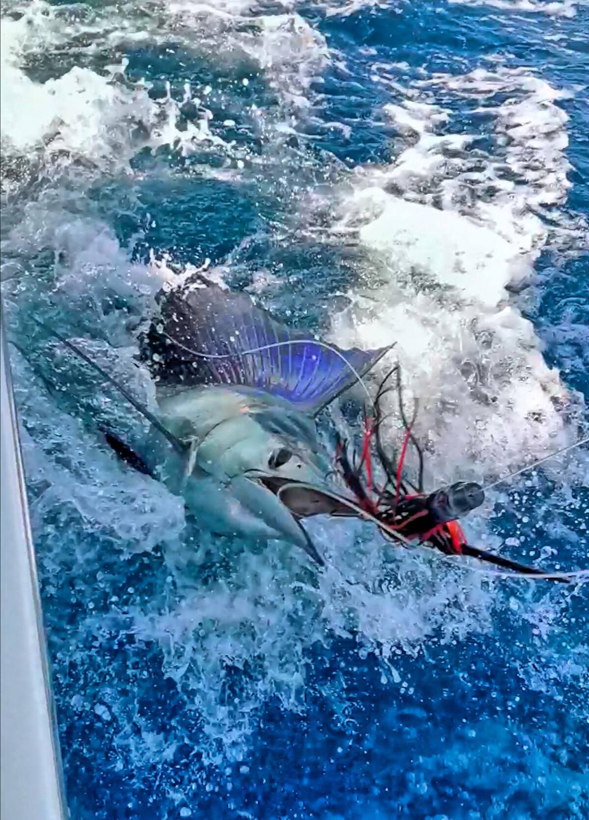 El marlin es la especie más codiciada por los pescadores.//cortesía club de pesca