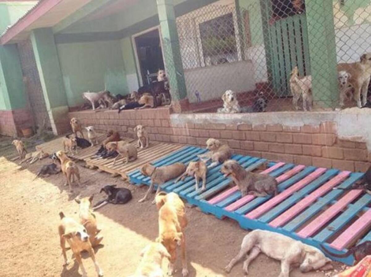 Alrededor de 320 perros están en el albergue de Ángeles con Patas, en Turbaco. //Cortesía Fundación Ángeles con Patas