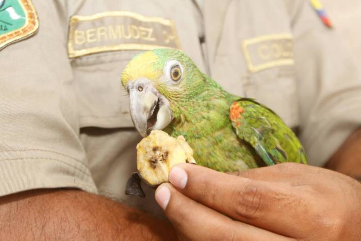 JULIO CASTAÑO - EL UNIVERSAL