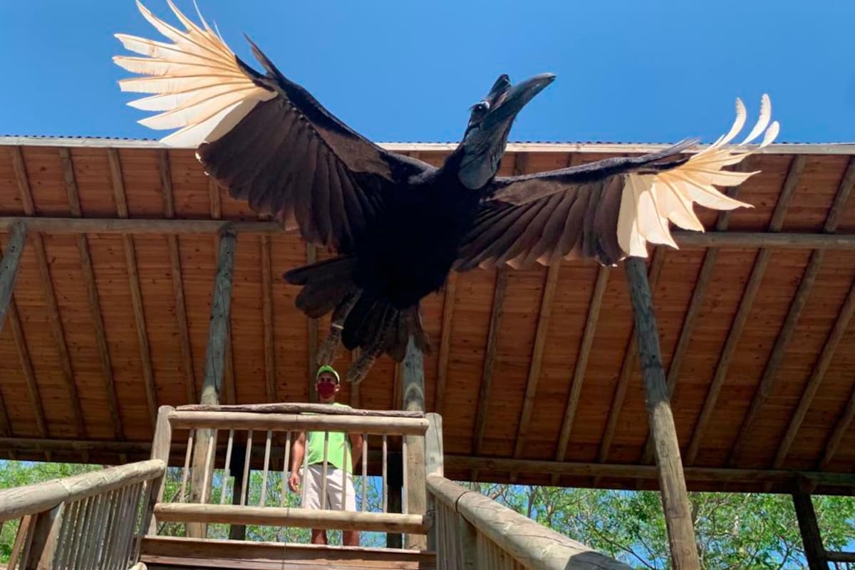 Alas en cuarentena en el Aviario de Barú