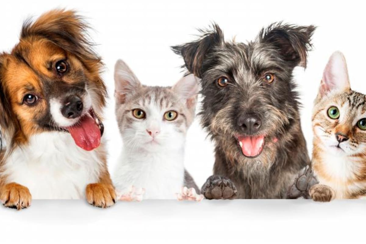 Alergias en perros y gatos, todos tienen al menos un episodio en su vida