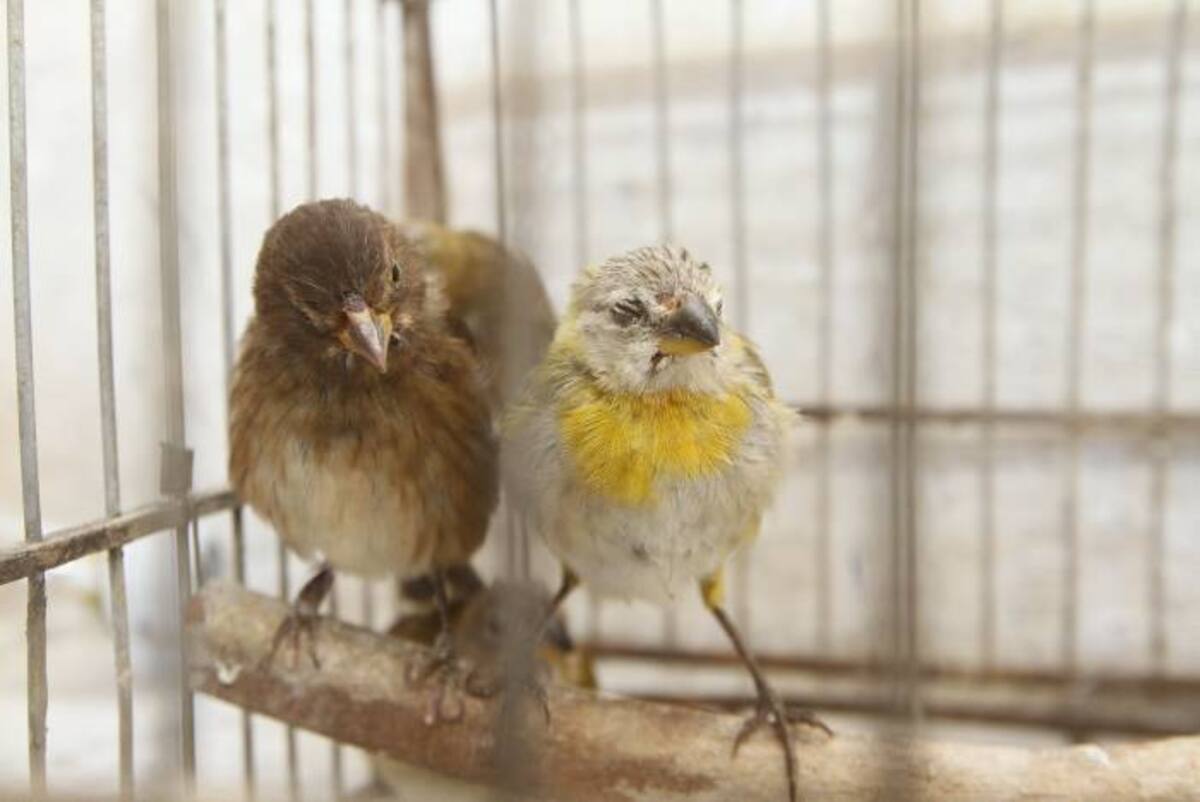 JULIO CASTAÑO - EL UNIVERSAL