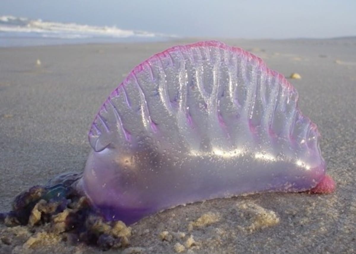 Si usted observa esta especie en la playa, abstengase de manipularla, avise de inmediato al Cuerpo de Salvavidas de la ciudad y retirese del lugar. La toxina que emana la Carabela surte efecto hasta con animales muertos. Frank Krämer / Creative Commons
