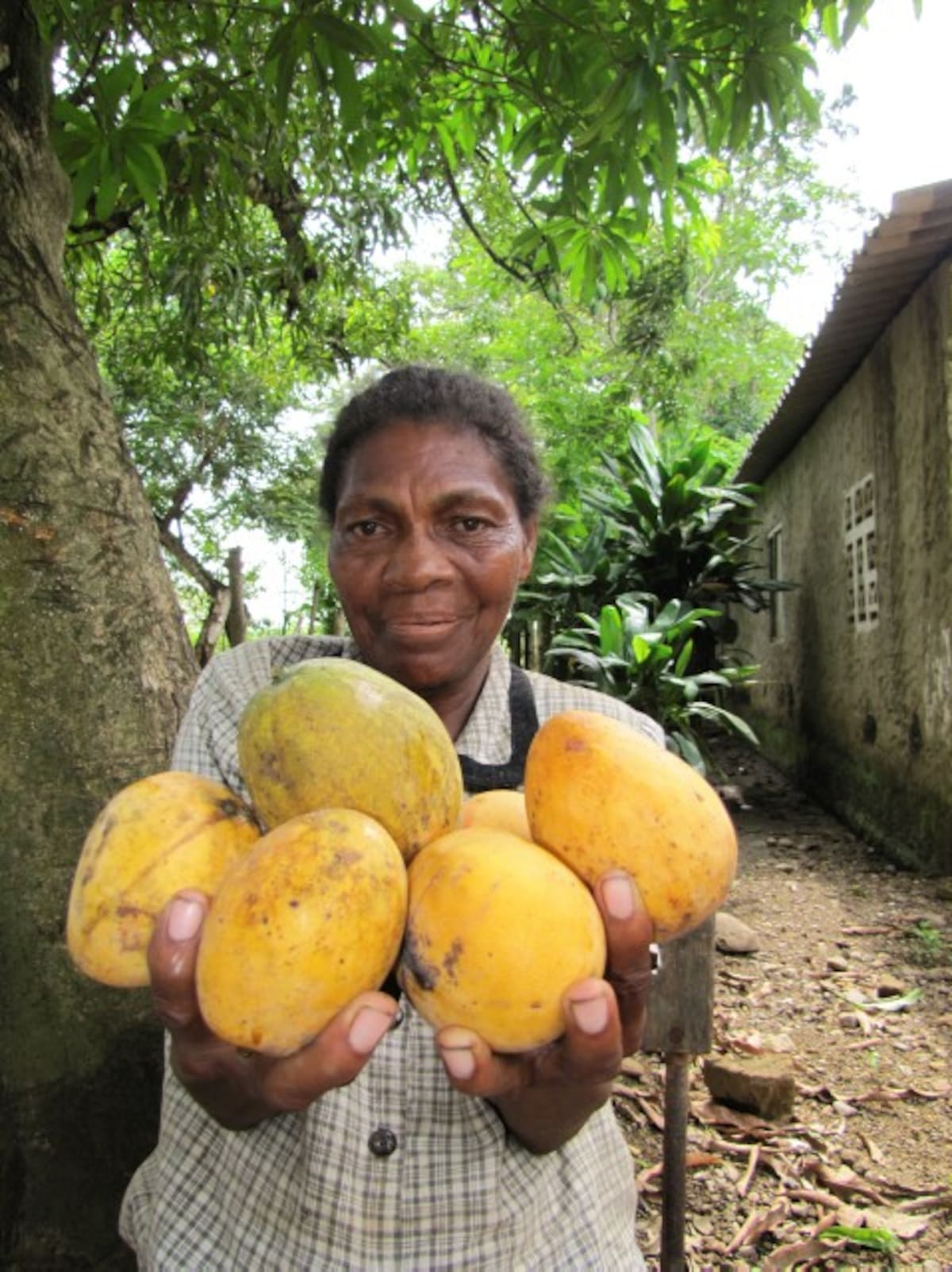 Librada Mendoza Silgado exhibe con orgullo los mangos que le han mejorado la vida.
