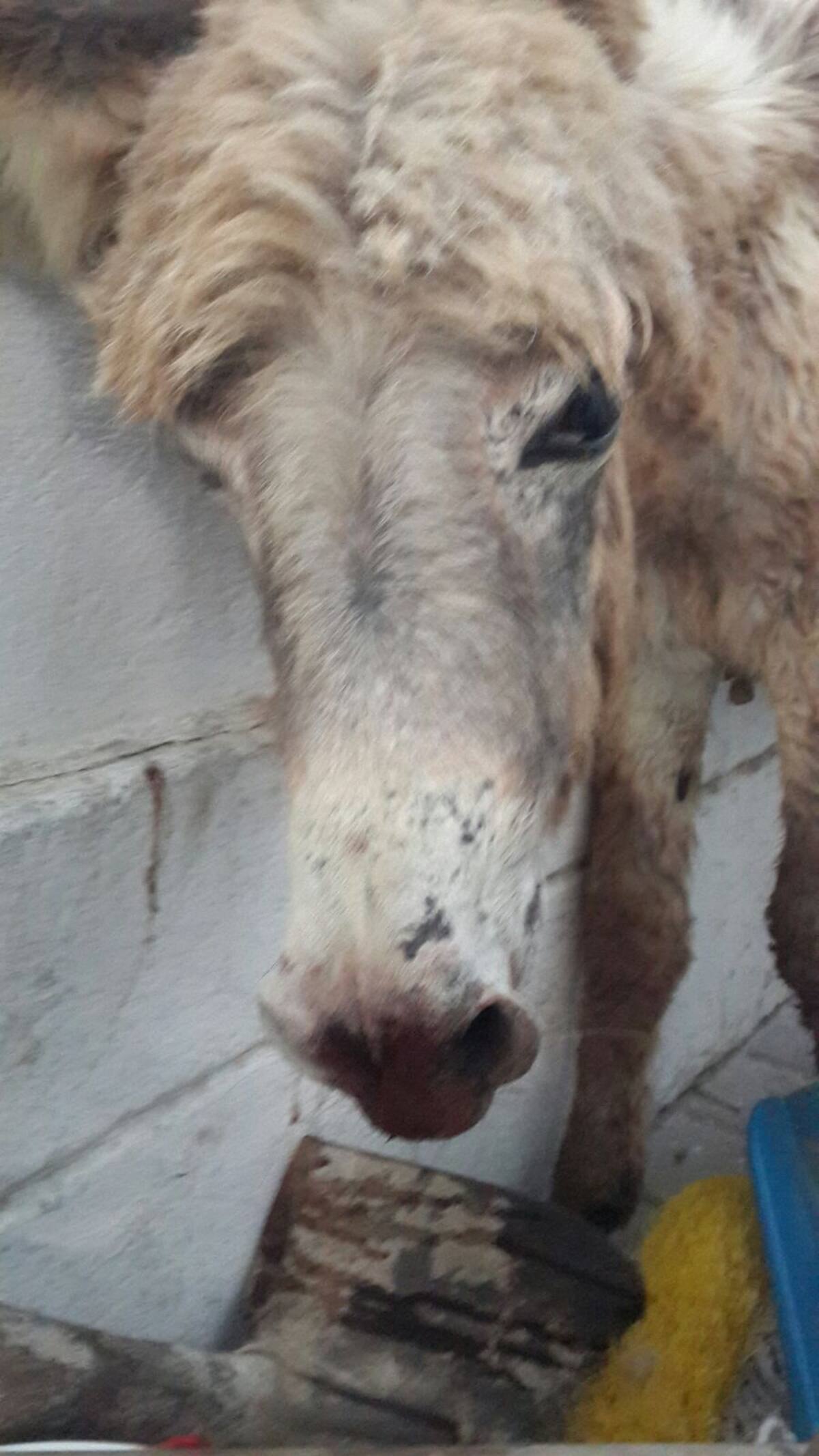 El animal necesita atención veterinaria Cortesía