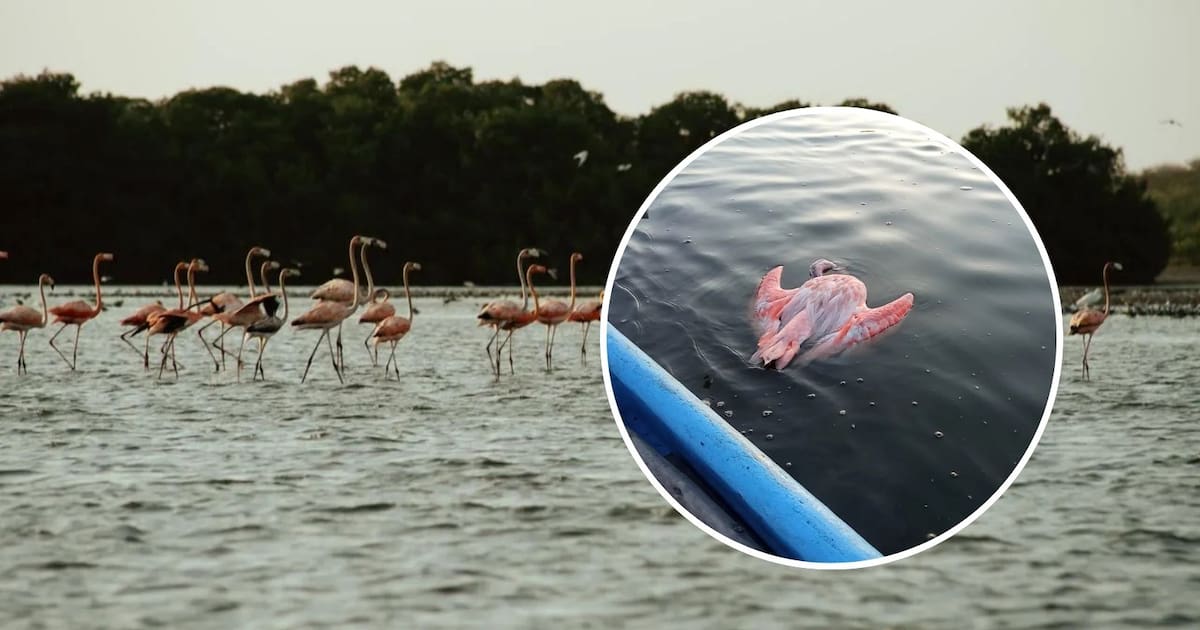 Video: Pink Flamingos Found Dead in Ciénaga de la Virgen