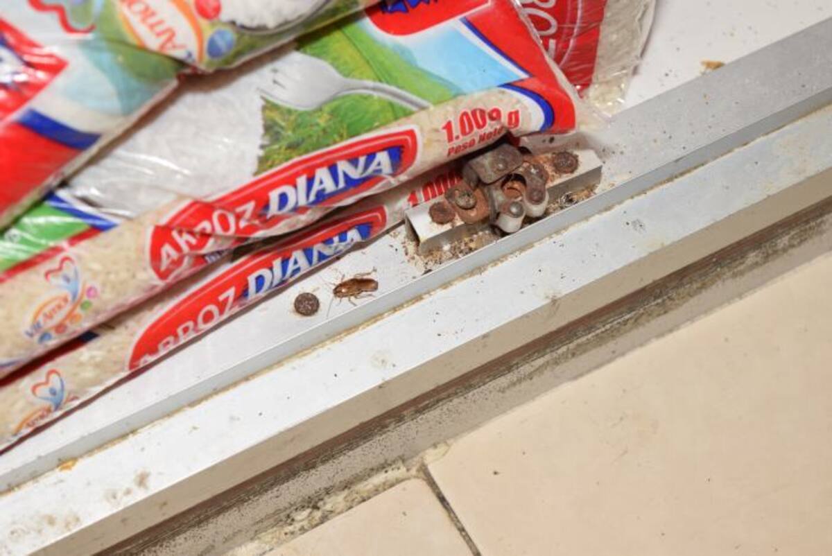 Cucarachas en los establecimientos. CORTESÍA