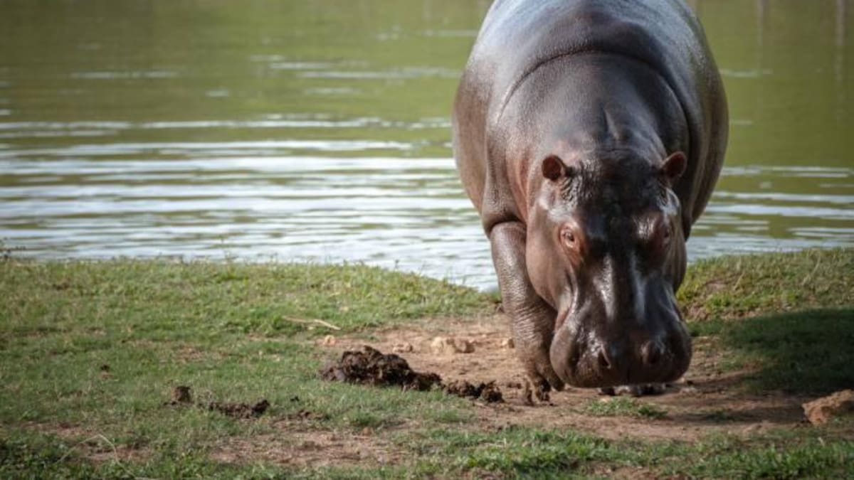 Tragedia en zoológico: hipopótamo mata a estudiante de veterinaria