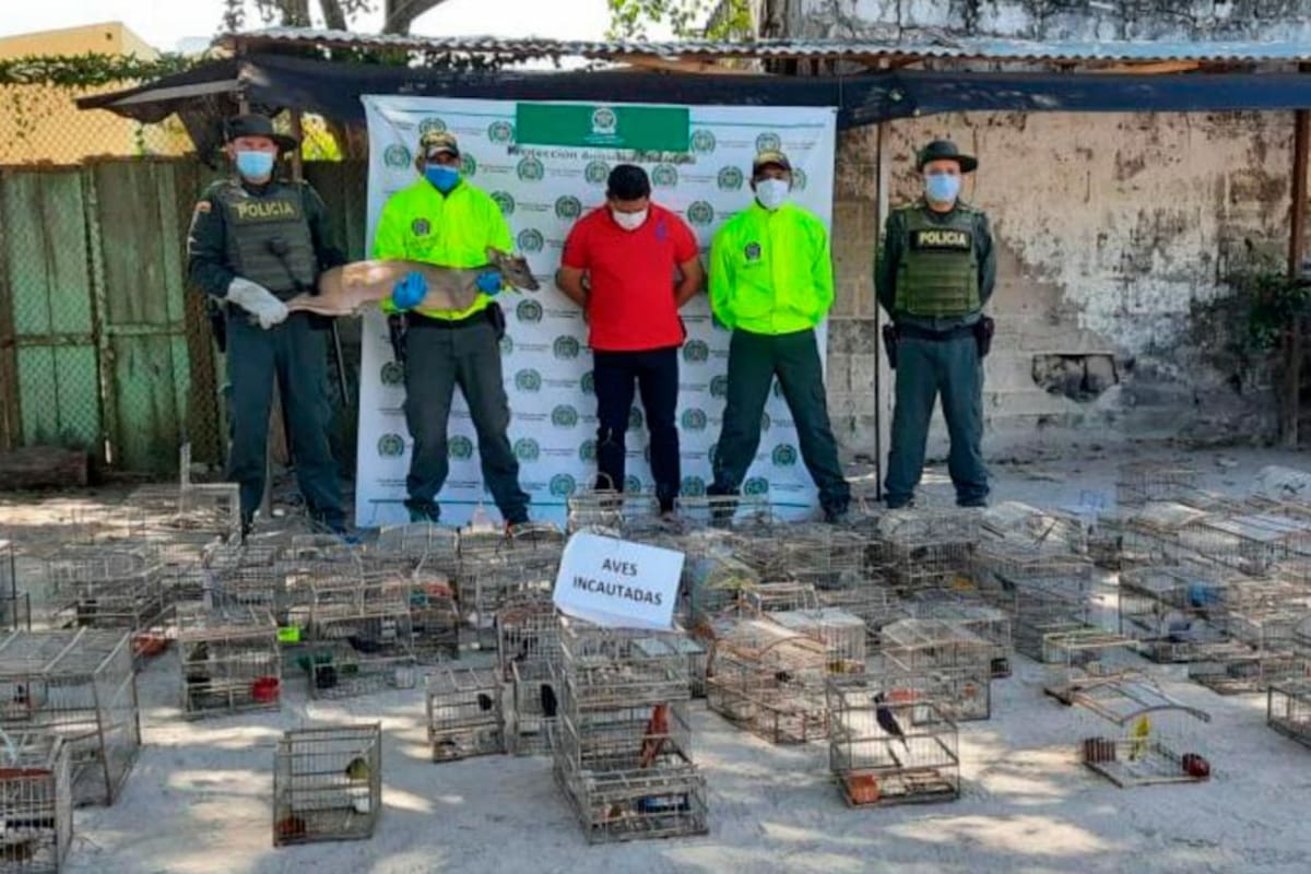 Autoridades golpean el tráfico de especies silvestres en Sucre