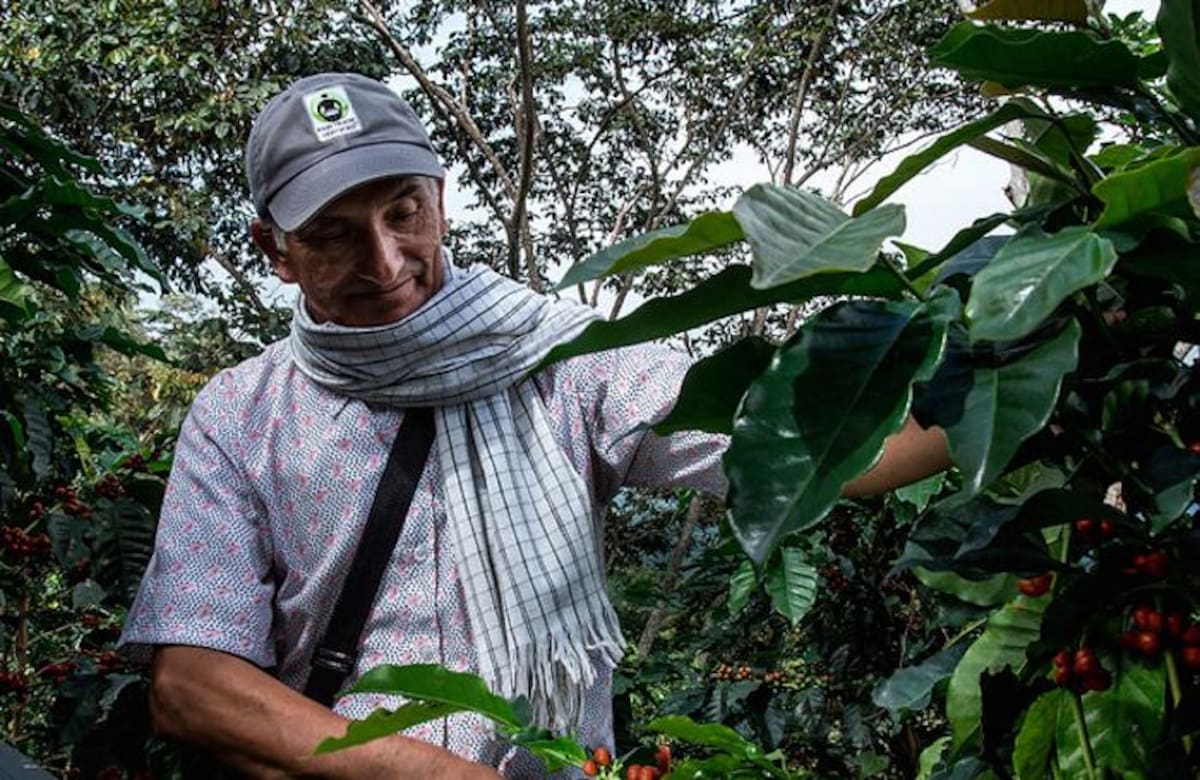 Los cafeteros gozaron de una nueva jornada en la que el precio del café, como es costumbre en los últimos días, volvió a subir. //Colprensa.