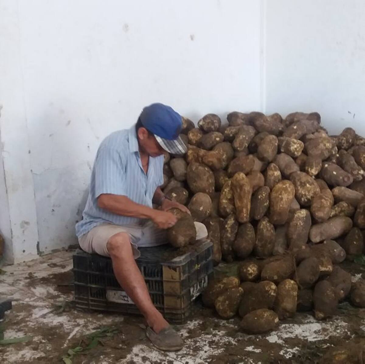 La producción y exportación del ñame espino también ha favorecido la creación de nuevos empleos. Lila Leyva