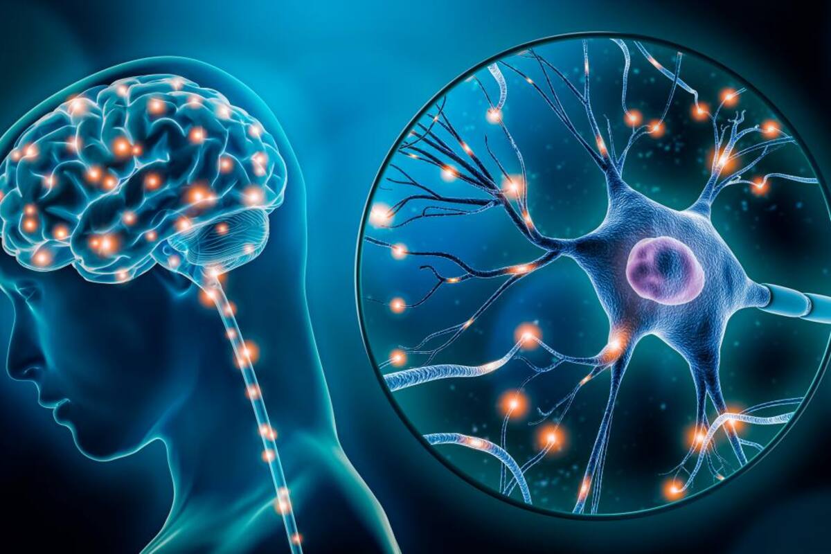 Descubren mecanismo que usan las neuronas del cerebro para repararse