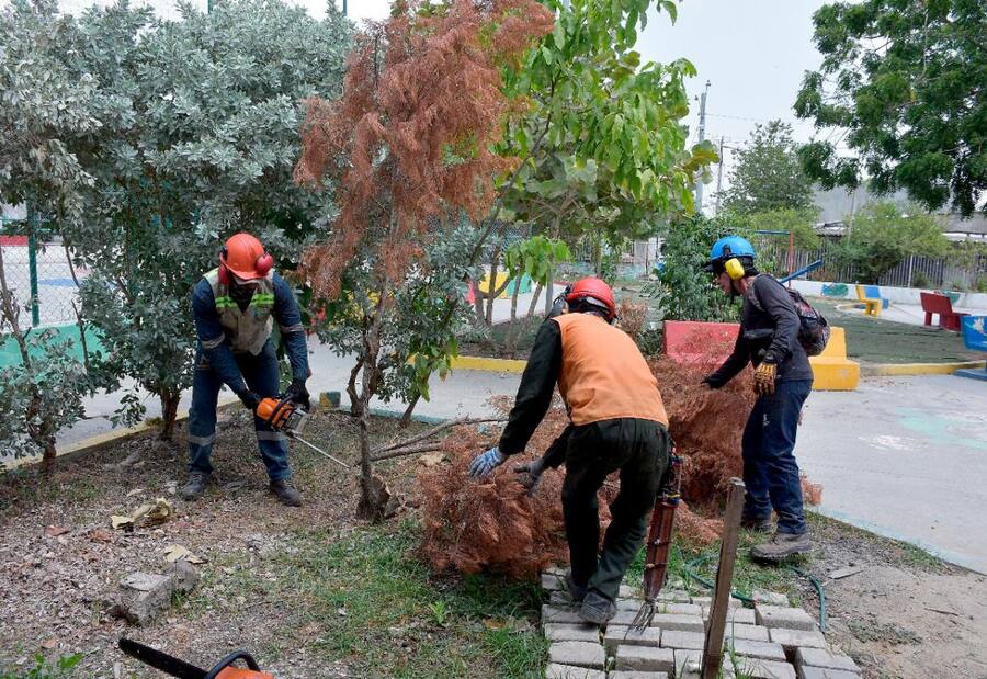 EPA inició proceso de control fitosanitario y poda de árboles en Cartagena