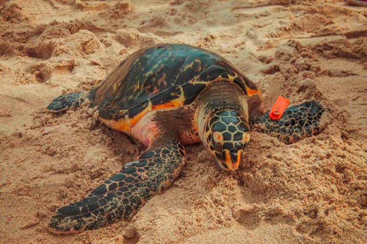 Alistan plan para recibir a tortugas en su temporada de anidamiento y desove