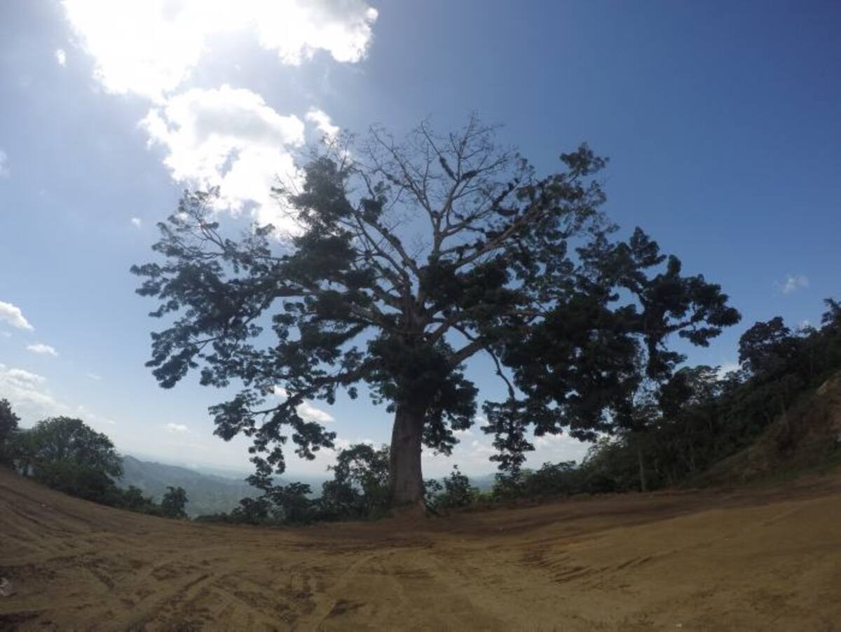 Montes de María, la Cansona, árbol que ha sido testigo de guerras en más de doscientos años. Luis Eduardo Herrán