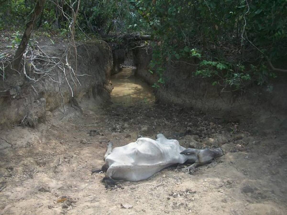 Según los reportes dados este jueves por el secretario de agricultura, ganadería y medio ambiente de Casanare, Alexi Yesid Duarte, ya van cerca de 20 mil animales muertos, siendo los chigüiros la especie más afectada. Cortesía Gobernación de Casanare