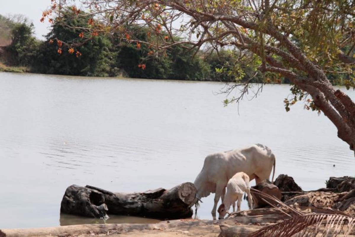 La comunidad de Recreo tiene un acueducto que distribuye el agua a las casas, pero no la purifica. El Distrito anunció que el viernes con ayuda de la Armada estaría abasteciendo a esta población y a la de Leticia. //Foto Zenia Valdelamar-El Universal.