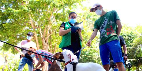 Unos 665 perros y gatos han recibido atención especializada