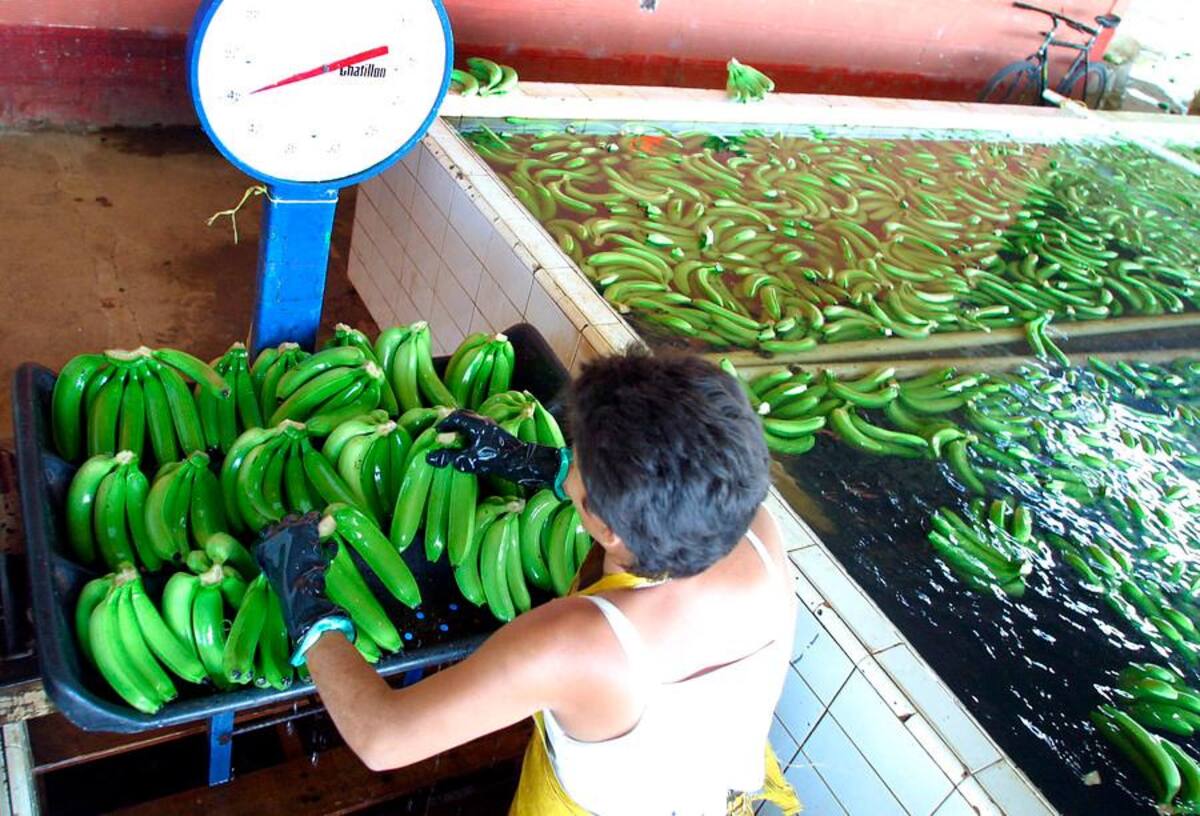 Más de 12 mil empleos genera la agroindustria del banano en la región. // ARCHIVO
