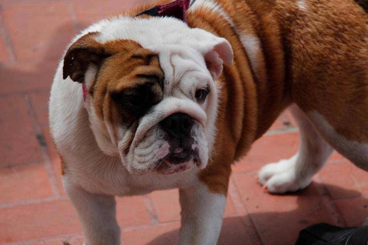 Se autorizó en Colombia: cannabis para aliviar el dolor en mascotas