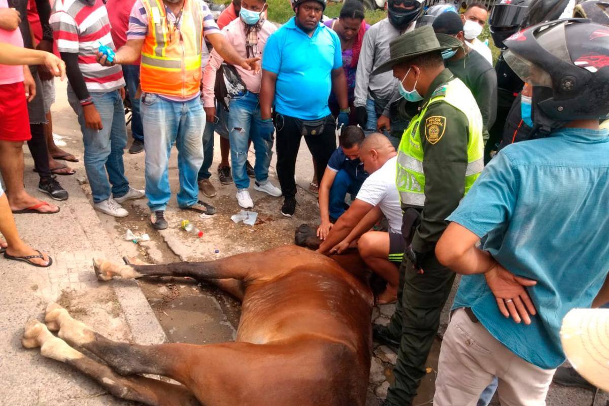 Caballo muere en Cartagena por exceso de trabajo, ¿qué hacen las autoridades?