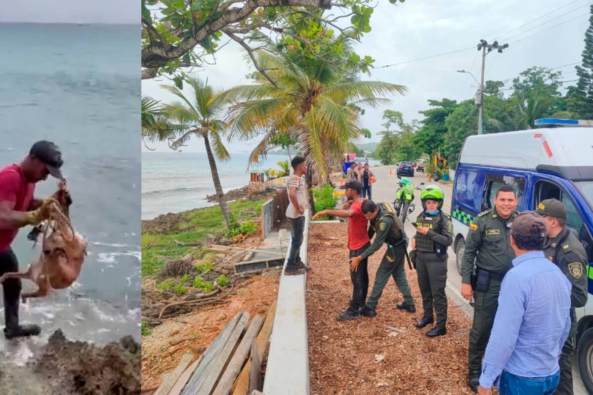 ¡Indignante! Lanza perrito como carnada para cazar tiburón en San Andrés